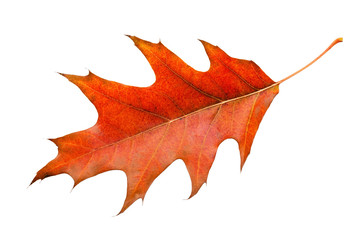 Naklejka premium Maple leaf in warm autumn colors. Isolated on white background
