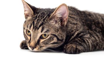 Cat on white background