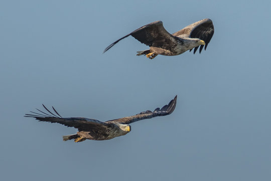 adler &uuml;ber dem meer
