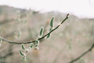Buds on trees. Spring wallpaper. Abstract blurred background. Springtime. Branches of trees with soft focus.