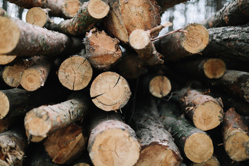 Wooden natural cut logs background. stack of logs. 