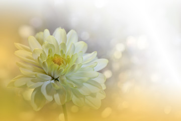 Fototapeta premium Beautiful Nature Background.Close up Photography.Abstract Macro Photo of Amazing Spring Magic Flowers.Art Design.Fantasy Floral Art.Creative Artistic Wallpaper.Yellow Chrysanthemum Flower.Beauty.