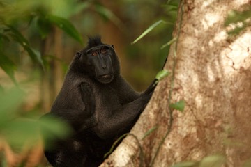 Celebes crested macaque on the branch of the tree. Close up portrait. Endemic black crested macaque or the black ape. Natural habitat. Unique mammals in Tangkoko National Park,Sulawesi. Indonesia