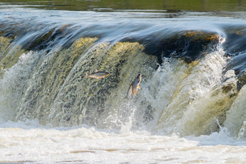 Flying fish at Ventas Rumba waterfall in Kuldiga in Kurzeme of Western Latvia. The city used to be...
