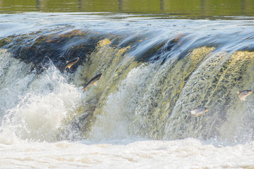 Flying fish at Ventas Rumba waterfall in Kuldiga in Kurzeme of Western Latvia. The city used to be...