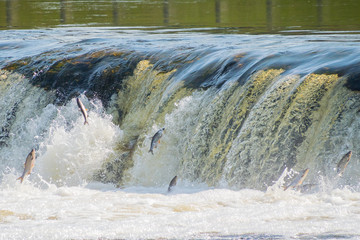 Flying fish at Ventas Rumba waterfall in Kuldiga in Kurzeme of Western Latvia. The city used to be...