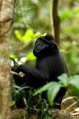 Celebes crested macaque on the branch of the tree. Close up portrait. Endemic black crested macaque or the black ape. Natural habitat. Unique mammals in Tangkoko National Park,Sulawesi. Indonesia