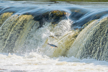 Flying fish at Ventas Rumba waterfall in Kuldiga in Kurzeme of Western Latvia. The city used to be...