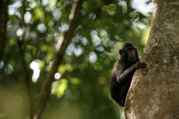 Celebes crested macaque on the branch of the tree. Close up portrait. Endemic black crested macaque or the black ape. Natural habitat. Unique mammals in Tangkoko National Park,Sulawesi. Indonesia