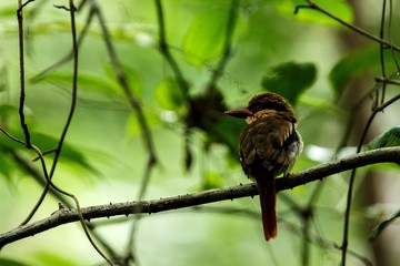 Lilac kingfisher perches on a branch in indonesian jungle,family Alcedinidae, endemic species to Indonesia, Exotic birding in Asia, Tangkoko, Sulawesi, beautiful bird in tropical forest environment