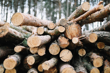 Wooden natural cut logs background. stack of logs. 