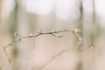  Spring wallpaper. Abstract blurred background. Springtime. Branches of trees with soft focus.