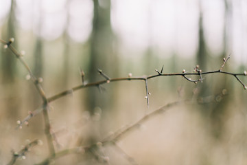  Spring wallpaper. Abstract blurred background. Springtime. Branches of trees with soft focus.