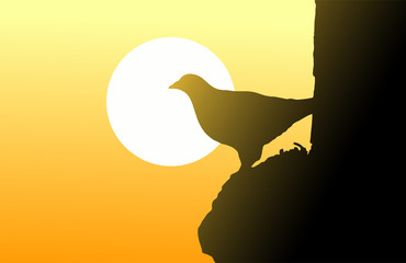 bird and sunset sky