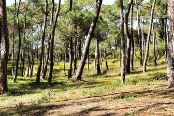 Colorful and leafy pine forest in the mountain