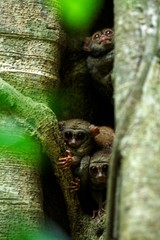 Family of spectral tarsiers, Tarsius spectrum, portrait of rare endemic nocturnal mammals, small cute primate in large ficus tree in jungle, Tangkoko National Park, Sulawesi, Indonesia, Asia