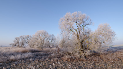 Mit Raureif überzogene Winterlandschaft vor blauem Himmel, Havelland