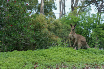 Ein Känguru im grünen Park