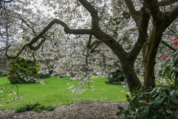 Blooming tree in spring in the park. White blooming plant.