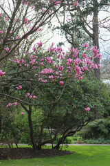 Blooming tree in spring in the park. Pink flowering plant.
