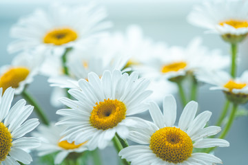 Fototapeta premium daisies isolated in spring