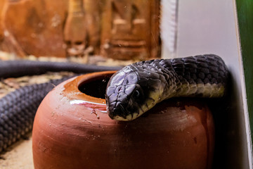 a black mamba resting on top of his drinker with a background of symbols - Powered by Adobe