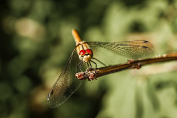 close-up of dragonfly on a branch