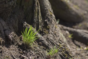 grass on tree