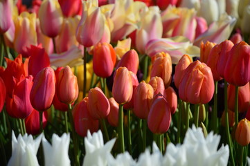 Fototapeta premium Orange Tulips at Wooden Shoe Tulip Festival in Woodburn Oregon