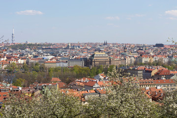 Fototapeta na wymiar Spring Prague City with the green Nature and flowering Trees, Czech Republic