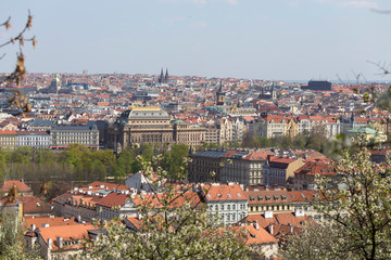 Obraz premium Spring Prague City with the green Nature and flowering Trees, Czech Republic
