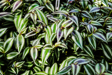 Leaf of inch plant ,Tradescantia zebrina, ornamental plants.