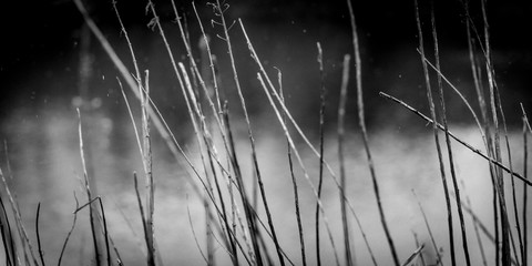 Reeds Abstract