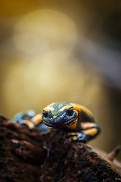 Feuersalamanda 