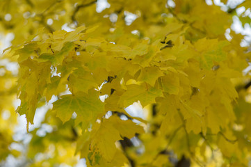 yellow autumn maple leaves