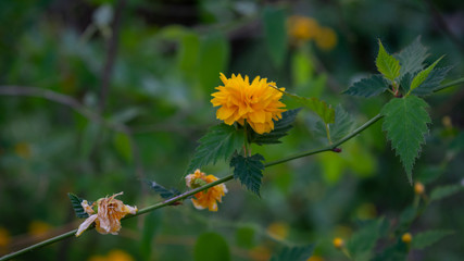 yellow flower