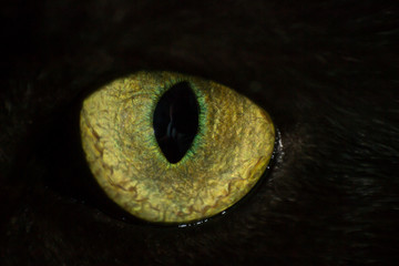 cat eye with small pupil close-up
