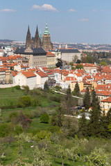 Fototapeta premium Spring Prague City with gothic Castle and the green Nature and flowering Trees, Czech Republic