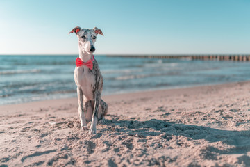 edle, vornehme Whippet Hündin / Windhund mit pinker Fliege um den Hals am Strand