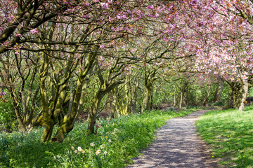 Fototapeta premium Spring Blossom