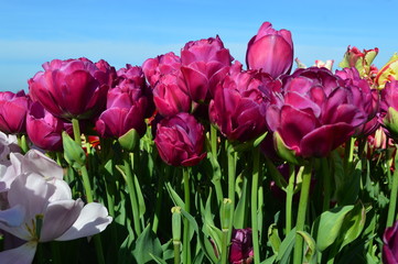 Pink Tulips at Wooden Shoe Tulip Festival in Woodburn Oregon
