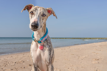 hübsche, neugierige Whippet Hündin / Windhund  am Strand