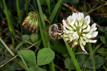 Honeybee on a flower of white clover (Trifolium repens L.)