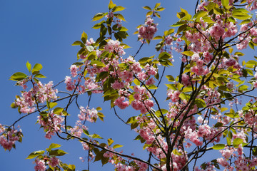 Blossoming of almond tree prunus dulcis in the spring garden
