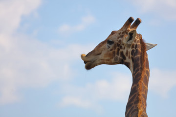 Giraffe / Giraffe / Giraffa Camelopardalis