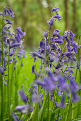 Bluebell Wood