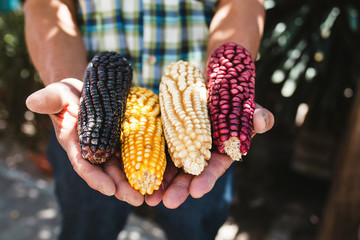 dried corn cob of different colors in mexican hands in mexico