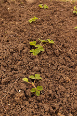 Gardening concept. Young green strawberry bush grown on the ground.