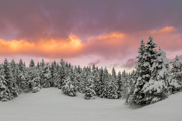 winter landscape with trees at sunrise