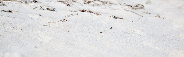 North Sea beach and dunes in Germany